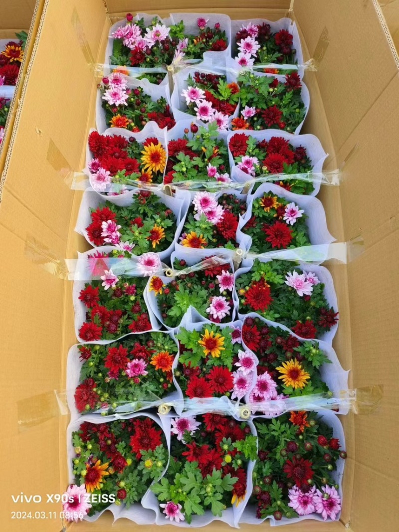 代办山东各种盆栽盆花，绿化苗木等