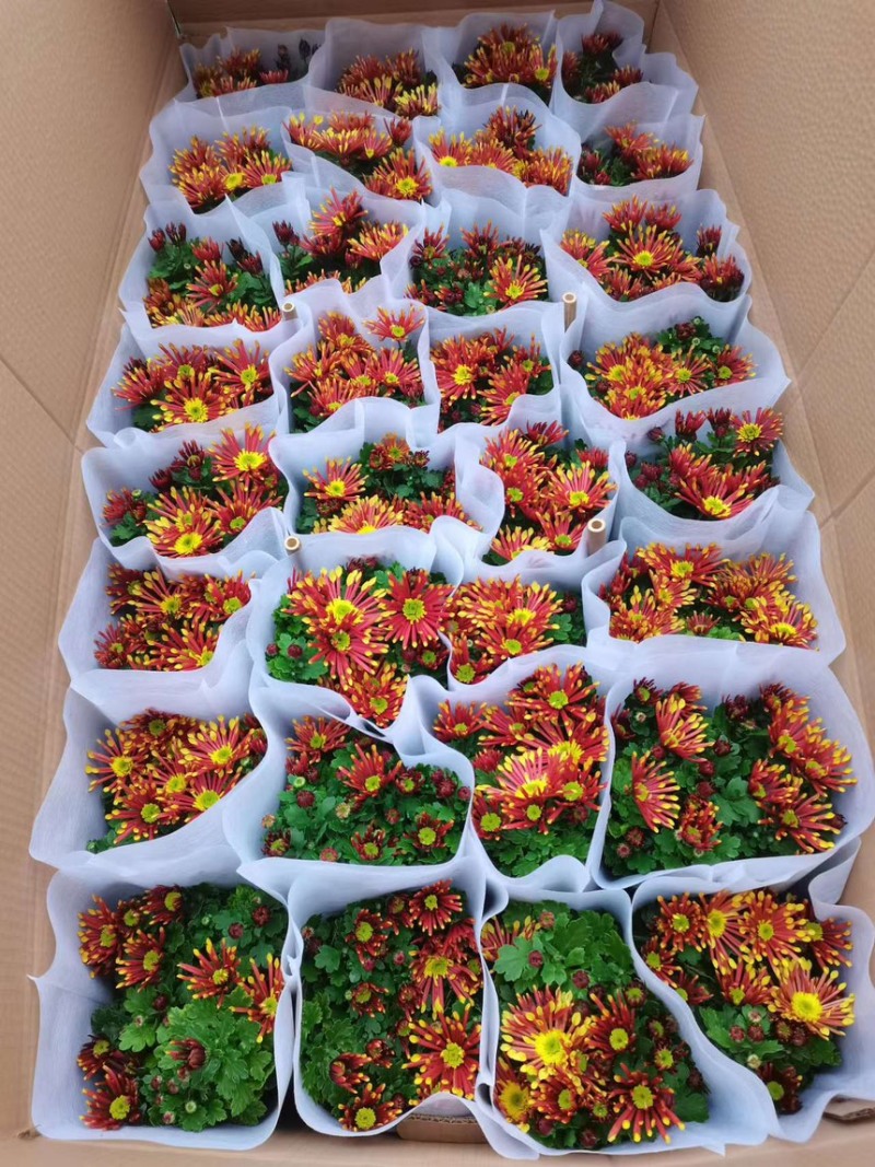 代办山东各种盆栽盆花，绿化苗木等