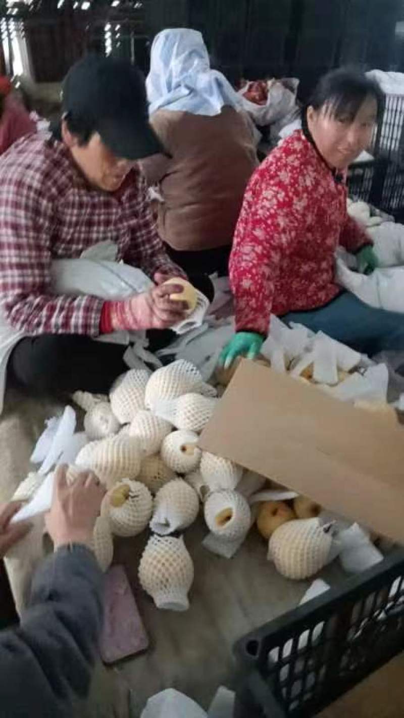 渭南冷库酥梨诚招大客商采购商电商社区团购供应链外贸出口