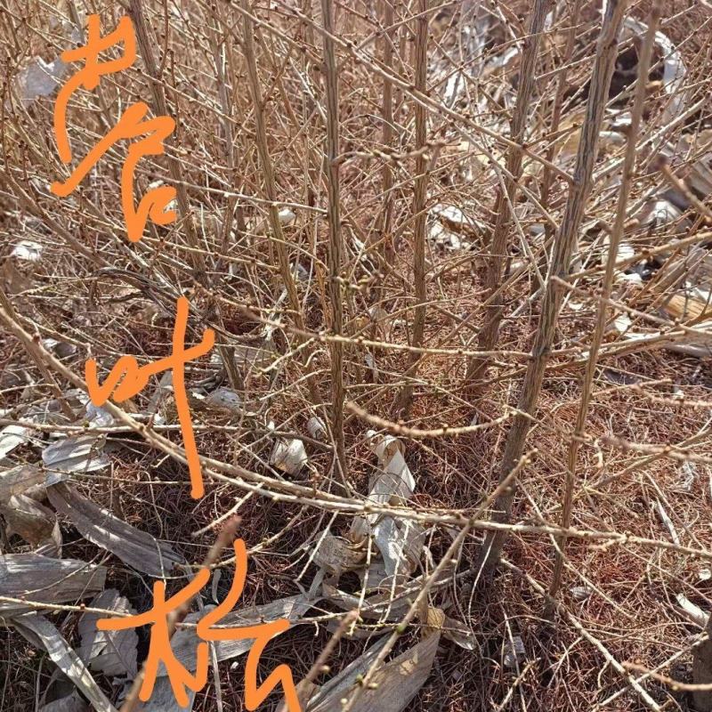 落叶松杯苗，小苗，日本落叶松，华北，长白落叶松