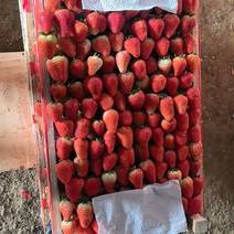 安徽阜阳天仙醉草莓大量有货价格便宜