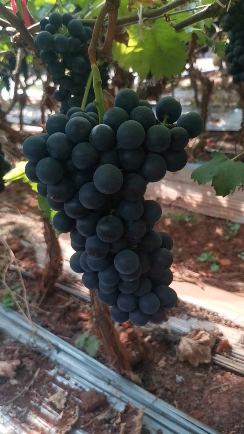 精品葡萄，夏黑，新鲜水果大量成熟，工厂加工烤酒都有