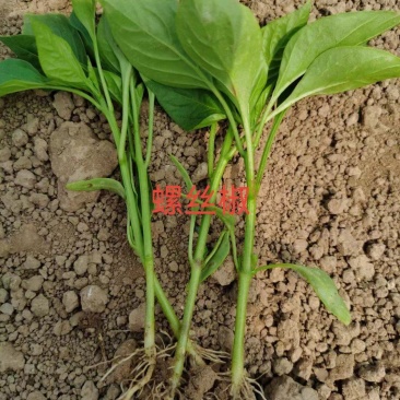 各种辣椒苗繁育基地承接全国各地订单！当天发货！保证成活率