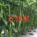各种辣椒苗繁育基地承接全国各地订单！当天发货！保证成活率