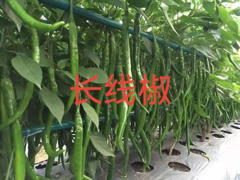 各种辣椒苗繁育基地承接全国各地订单！当天发货！保证成活率