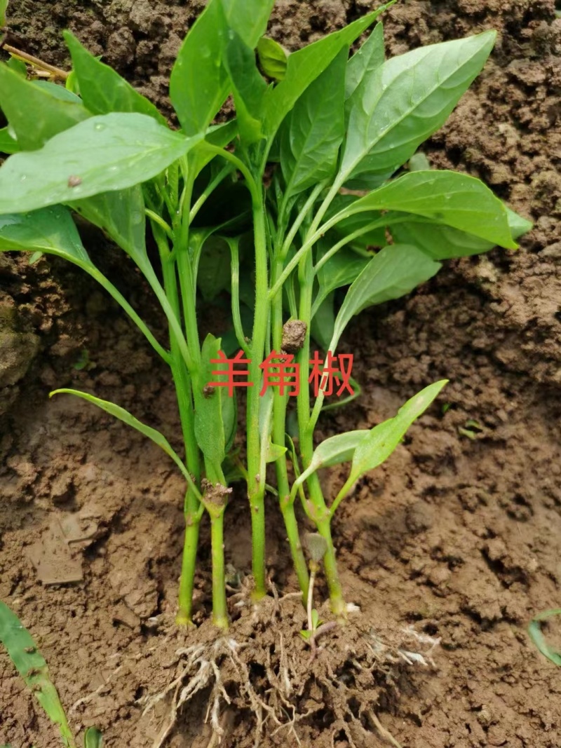 各种辣椒苗繁育基地承接全国各地订单！当天发货！保证成活率