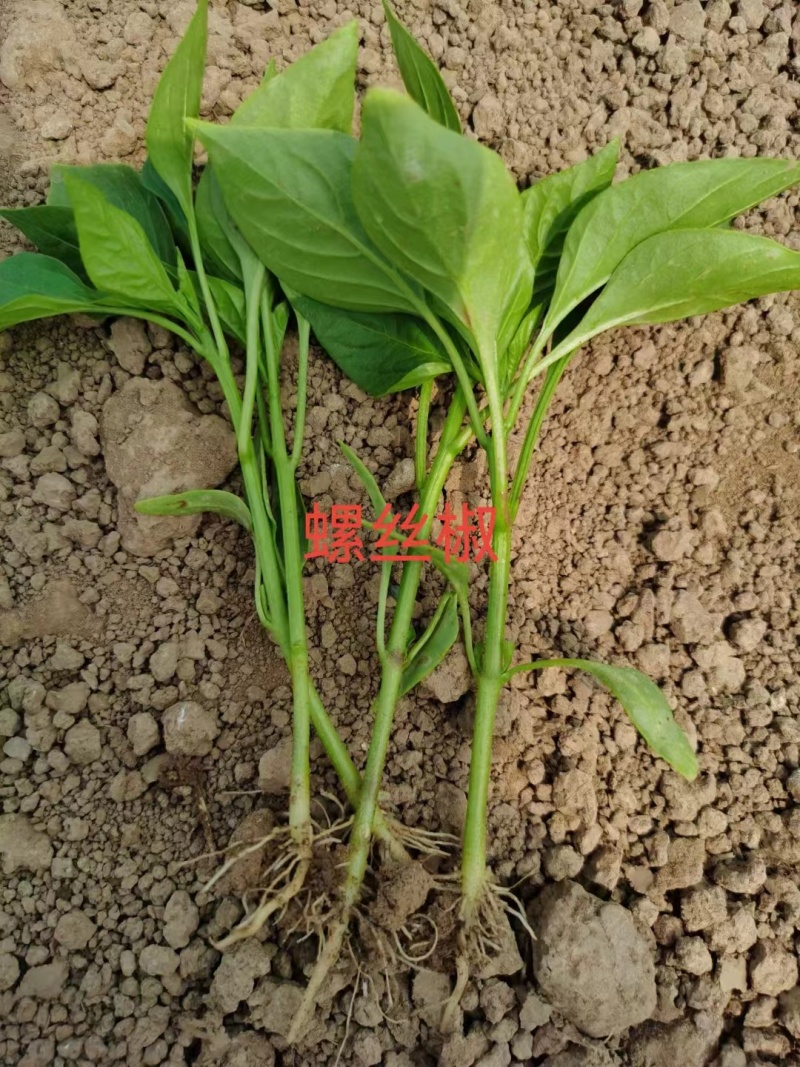 各种辣椒苗繁育基地承接全国各地订单！当天发货！保证成活率