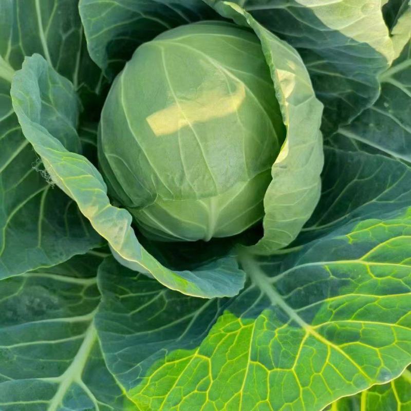 永年天然好货甘蓝大量上市，需要老板抓紧订单