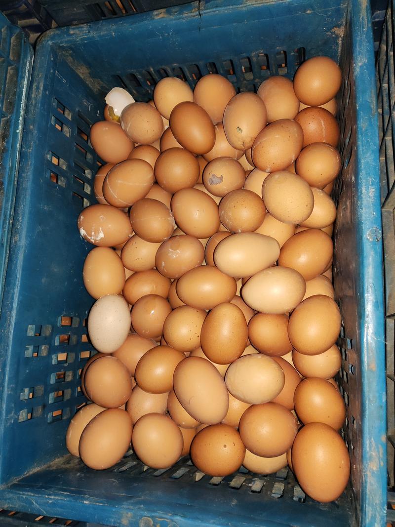 精品洋鸡蛋上海全上海免费配送