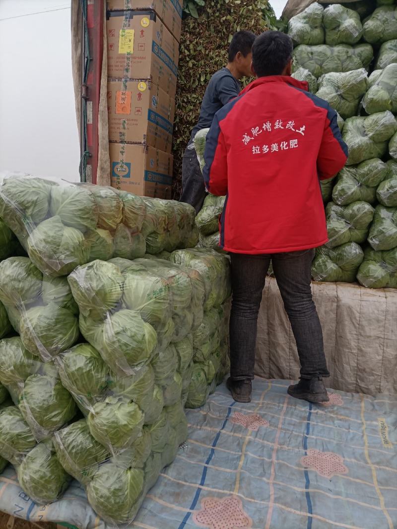 永年天然好货甘蓝大量上市，需要老板抓紧订单