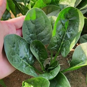 夏播王耐热菠菜种子，高抗热耐抽苔，半圆厚实深绿