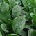 夏播王耐热菠菜种子，高抗热耐抽苔，半圆厚实深绿