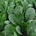 夏播王耐热菠菜种子，高抗热耐抽苔，半圆厚实深绿