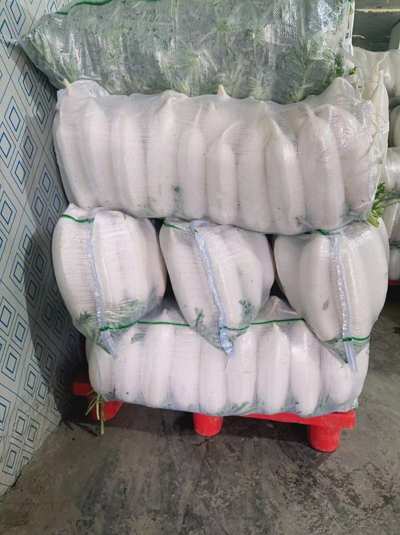 大量供应白萝卜！欢迎市场、超市、电商们前来采购！一手货源