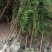 栢松树