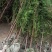 栢松树