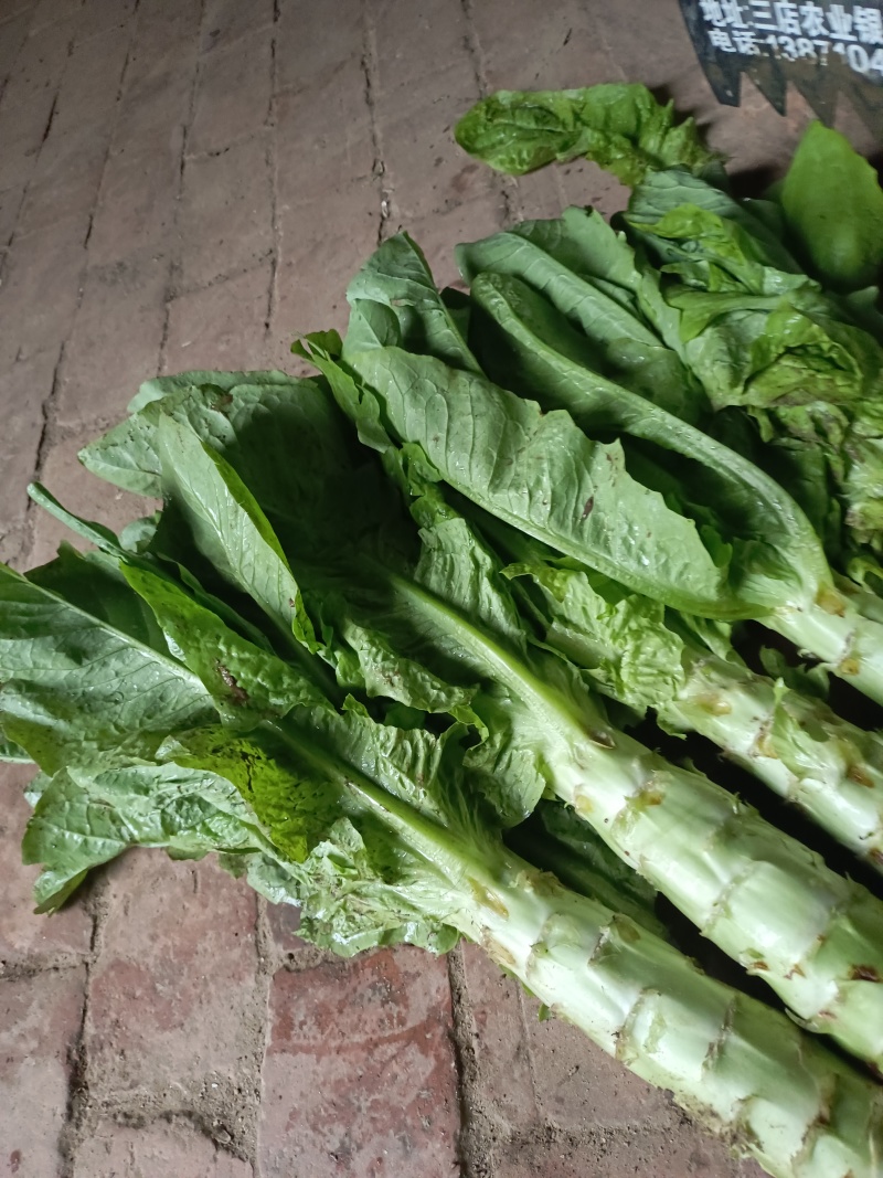 大型蔬菜基地小拱棚圆叶莴笋大量上市了