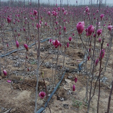 基地直销紫玉兰树苗白玉树苗黄玉兰树苗，红玉兰花苗