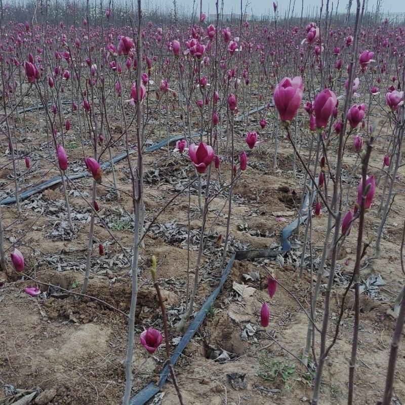 基地直销紫玉兰树苗白玉树苗黄玉兰树苗，红玉兰花苗