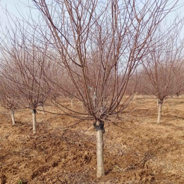 8公分榆叶梅—基地直销，价格优惠，苗圃打号当天装车