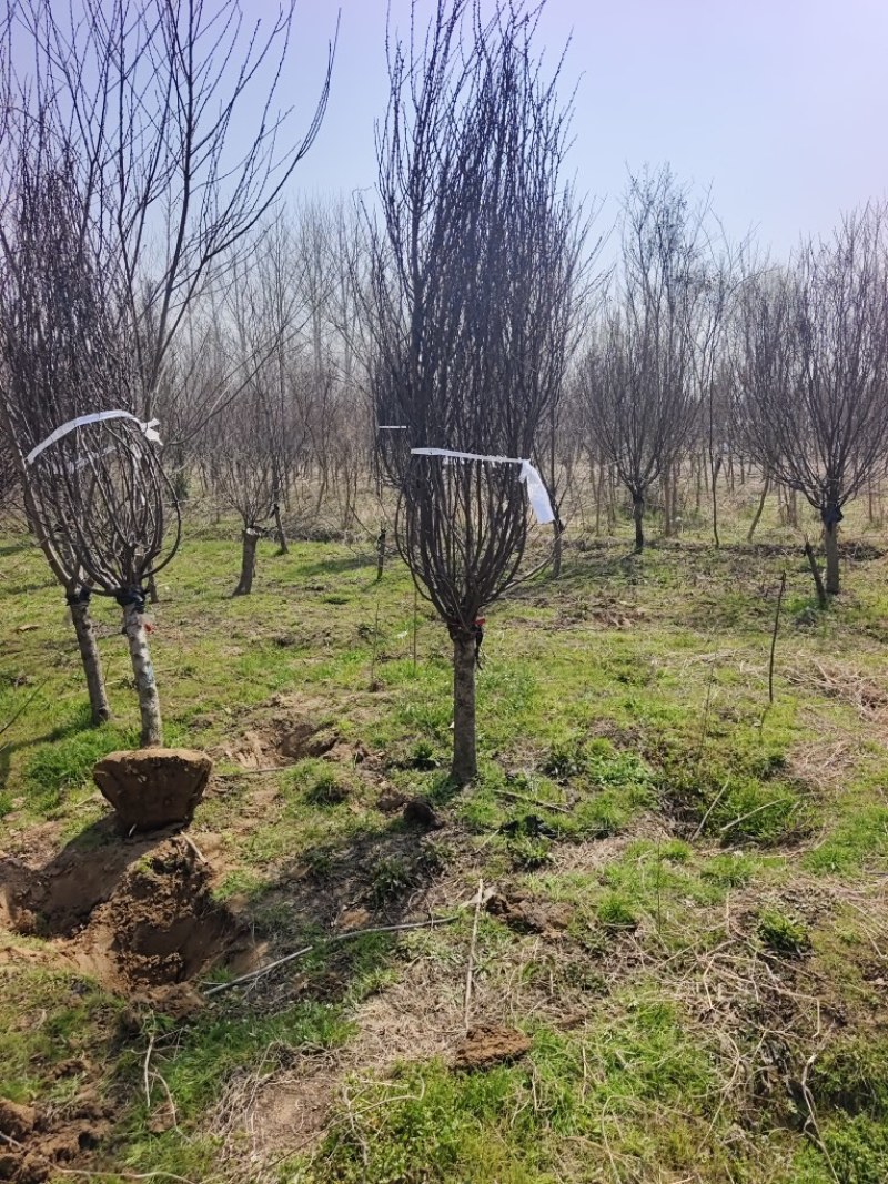 8公分榆叶梅—基地直销，价格优惠，苗圃打号当天装车