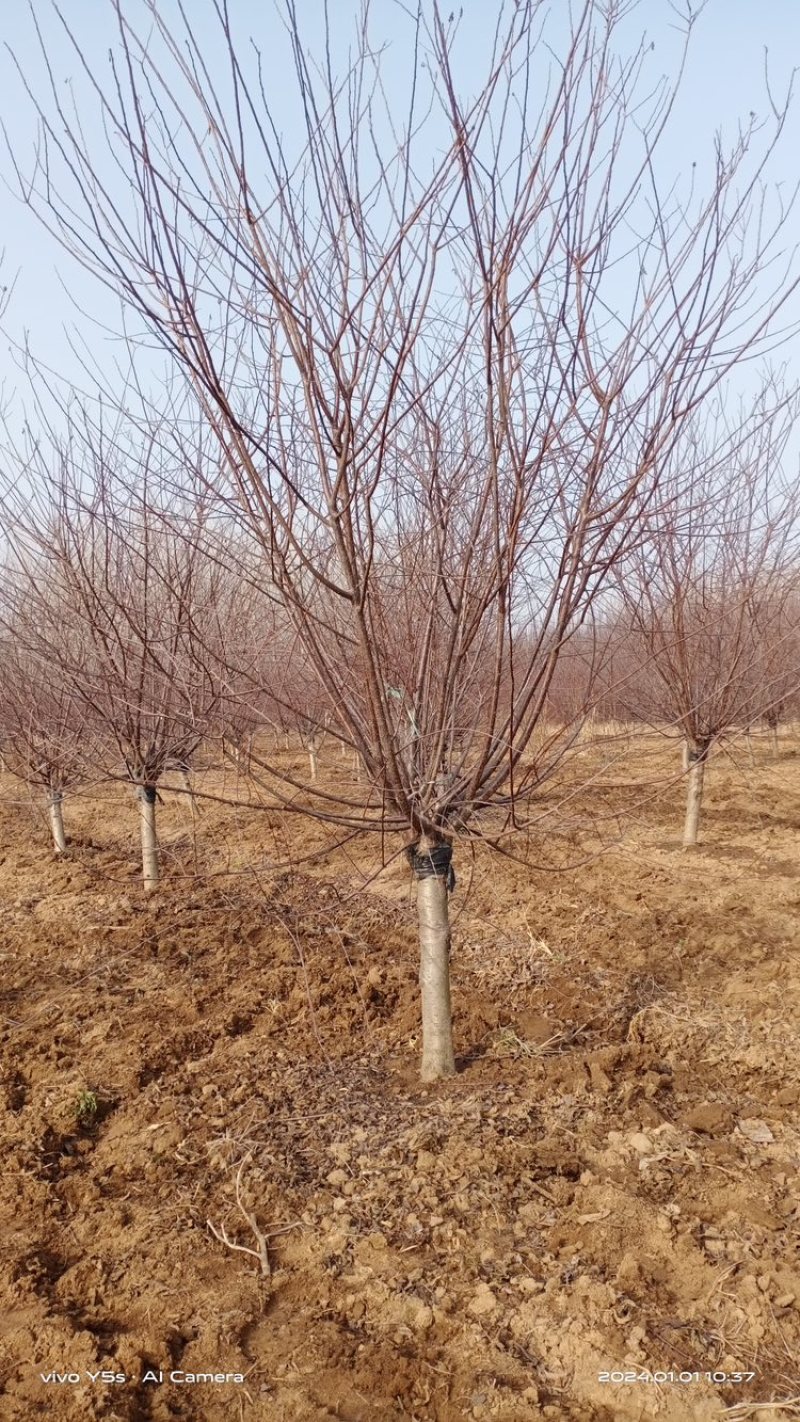 8公分榆叶梅—基地直销，价格优惠，苗圃打号当天装车
