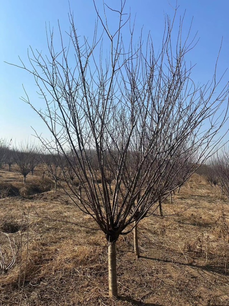 8公分榆叶梅—基地直销，价格优惠，苗圃打号当天装车
