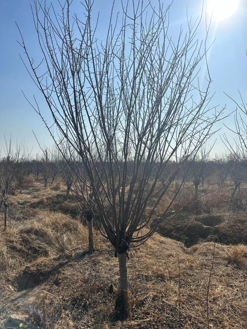 8公分榆叶梅—基地直销，价格优惠，苗圃打号当天装车