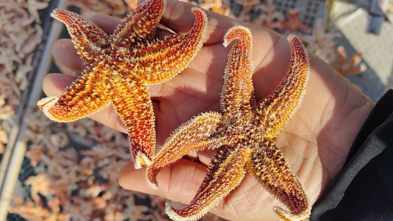 海星，海星海五星海盘车海星干货正品煲汤泡酒