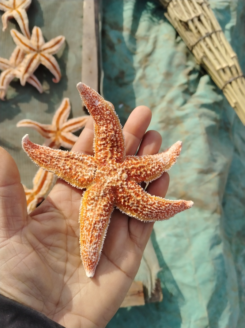 海星，海星海五星海盘车海星干货正品煲汤泡酒