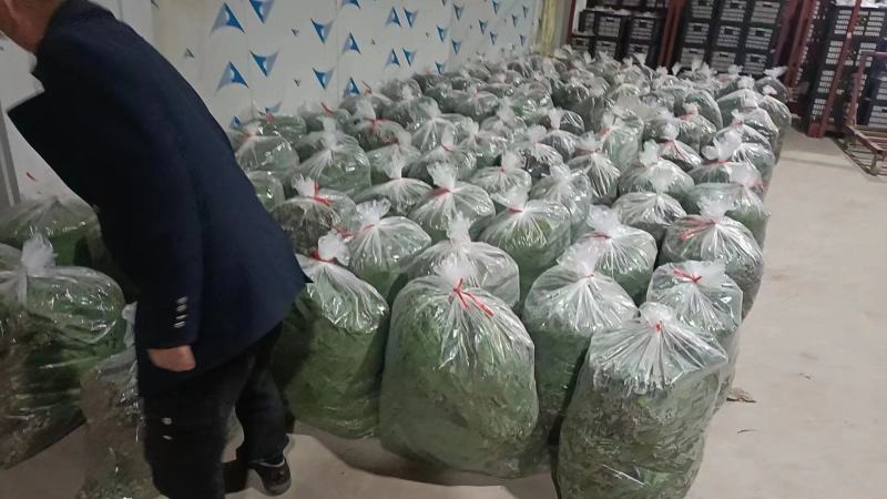 连云港精品芦苇叶粽叶产地供货规格齐全诚信经营