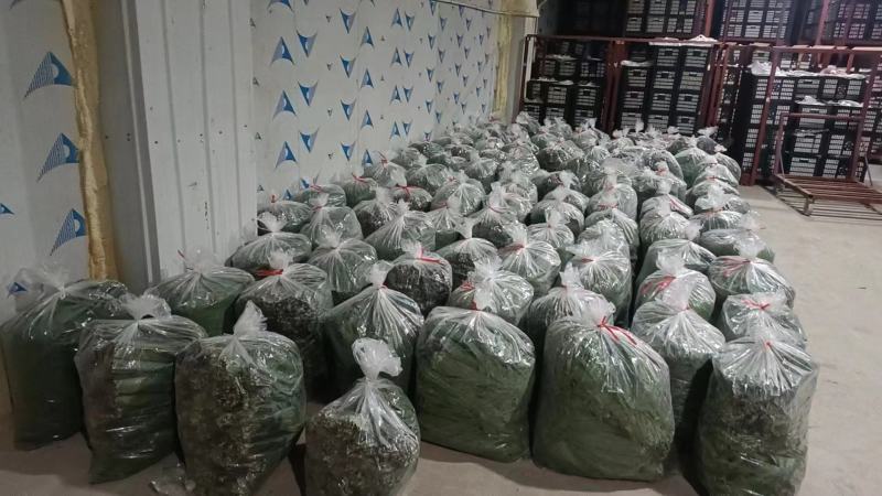 连云港精品芦苇叶粽叶产地供货规格齐全诚信经营