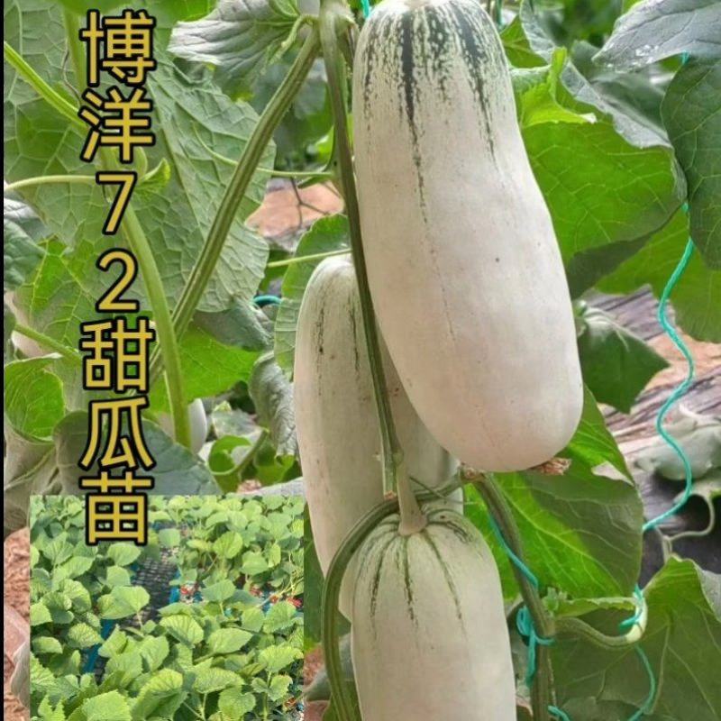博洋7261甜瓜嫁接苗博洋系列高端品种糖度高脆甜产量高