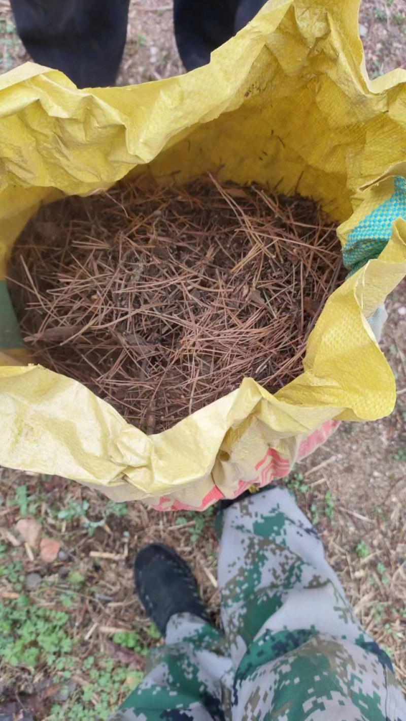 腐殖松针，腐殖松针土，厂家直销量大欢迎各位老板定购