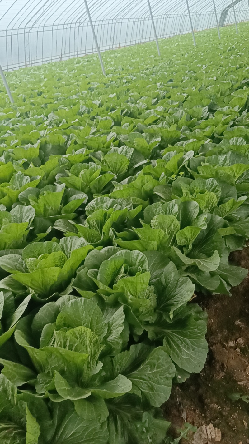 山东白菜大量上市中产地一手货源代发全国诚信经营