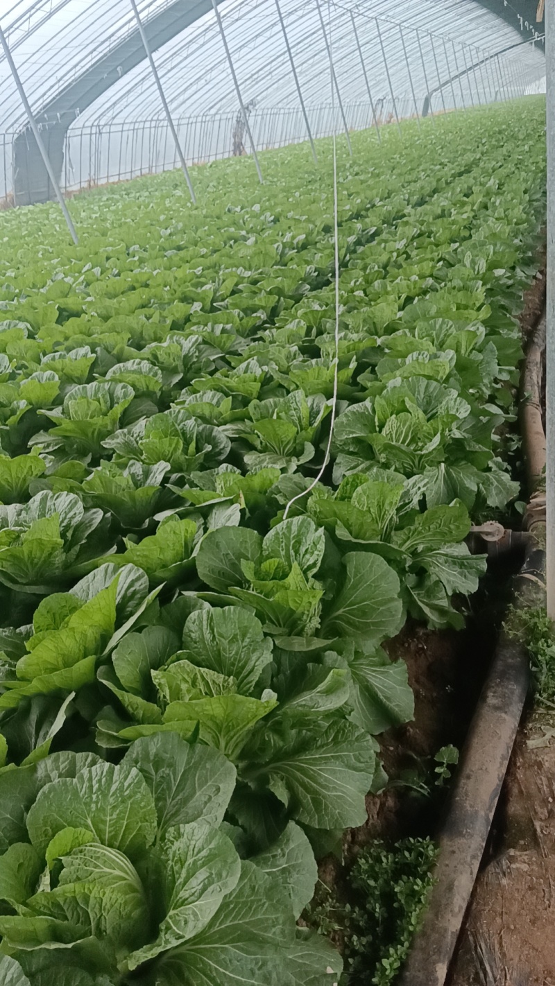 山东白菜大量上市中产地一手货源代发全国诚信经营
