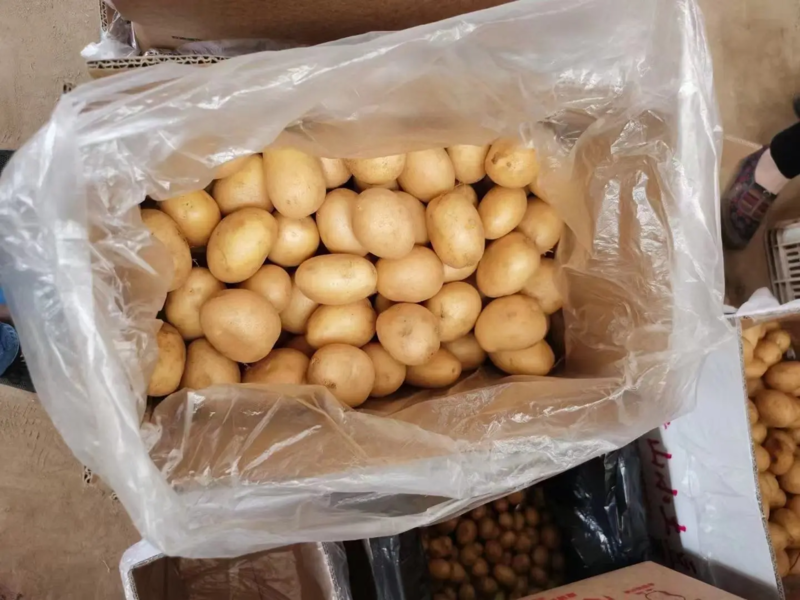 精品小土豆小土豆黄心1两半以下供应全国档口商超社团