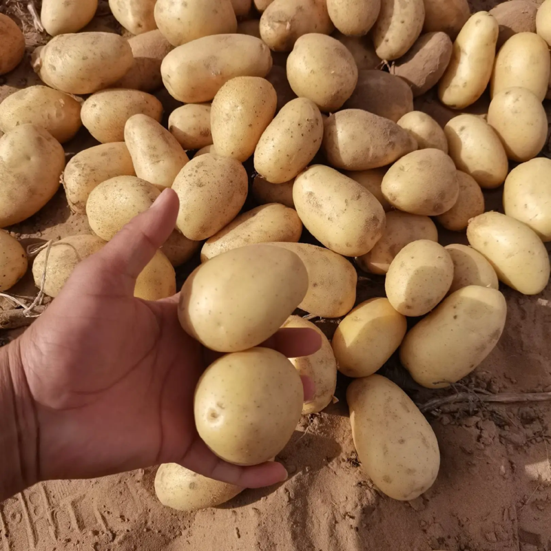 精品小土豆小土豆黄心1两半以下供应全国档口商超社团