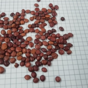酸枣仁