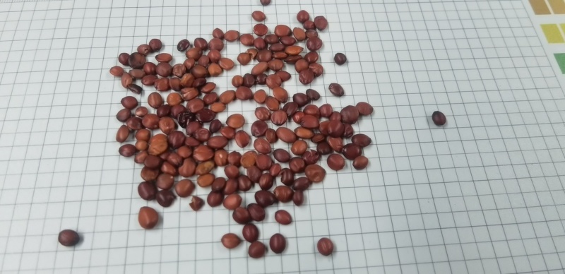酸枣仁