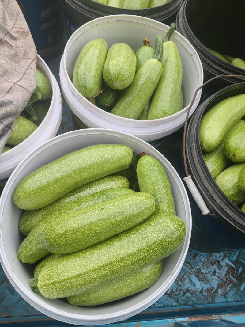 【推荐】聊城市精品西葫芦大量上市，货源充足，欢迎咨询选购