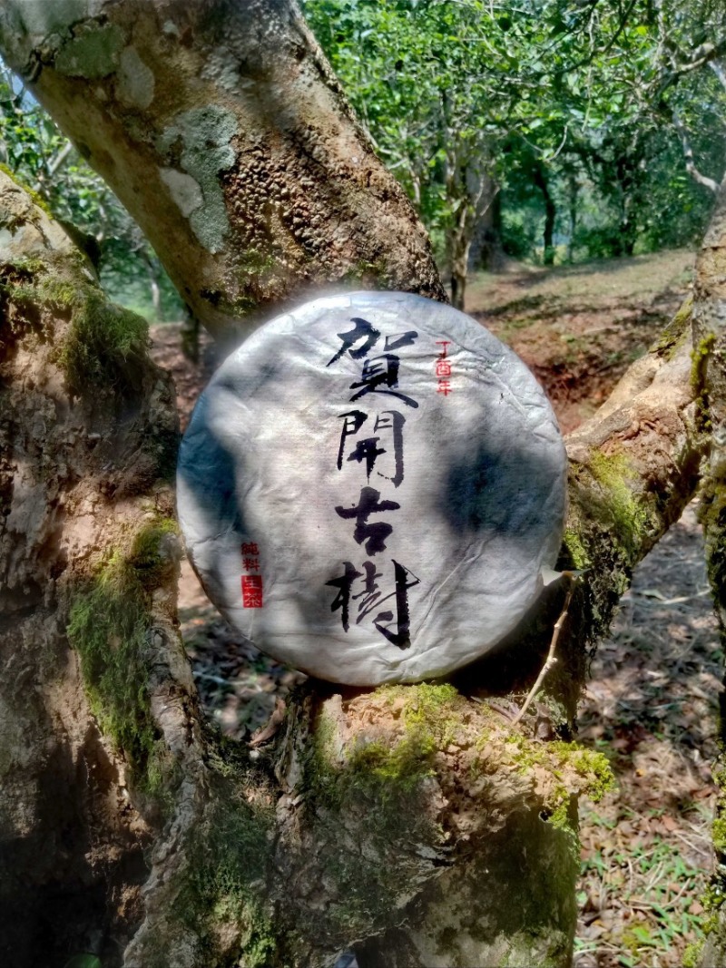 勐海贺开古树