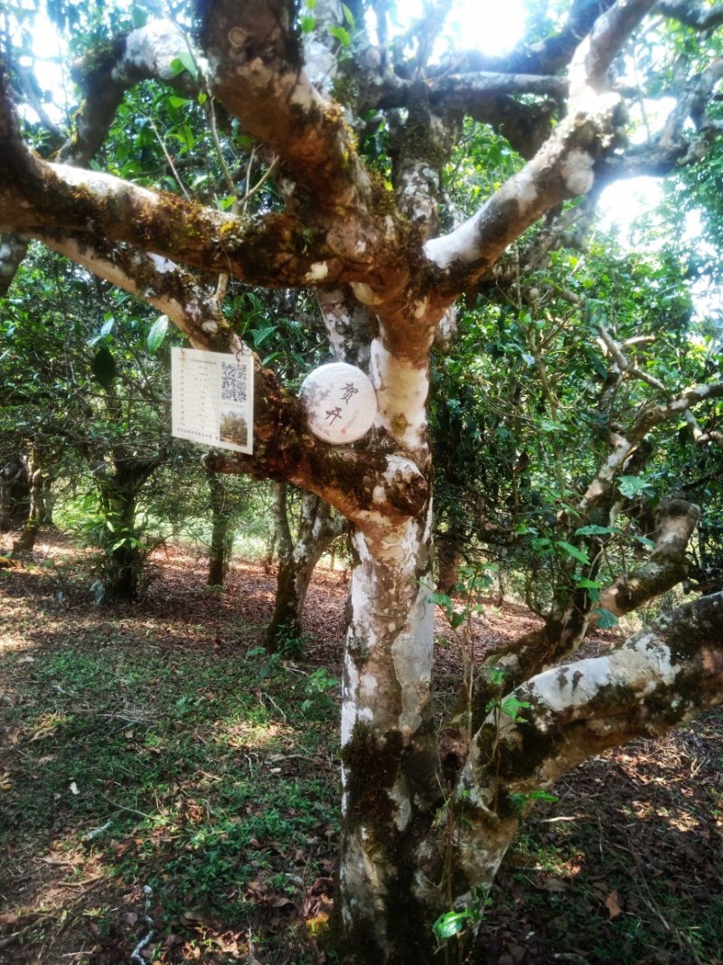 勐海贺开古树
