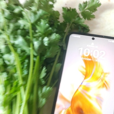 大叶香菜