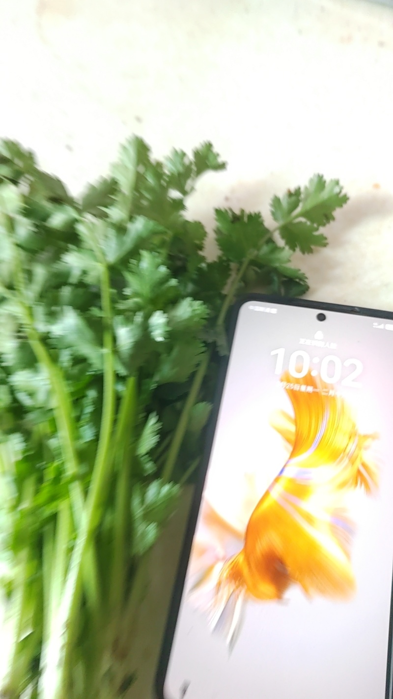 大叶香菜