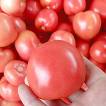 河南精品硬粉西红柿产地直发欢迎咨询品质保证
