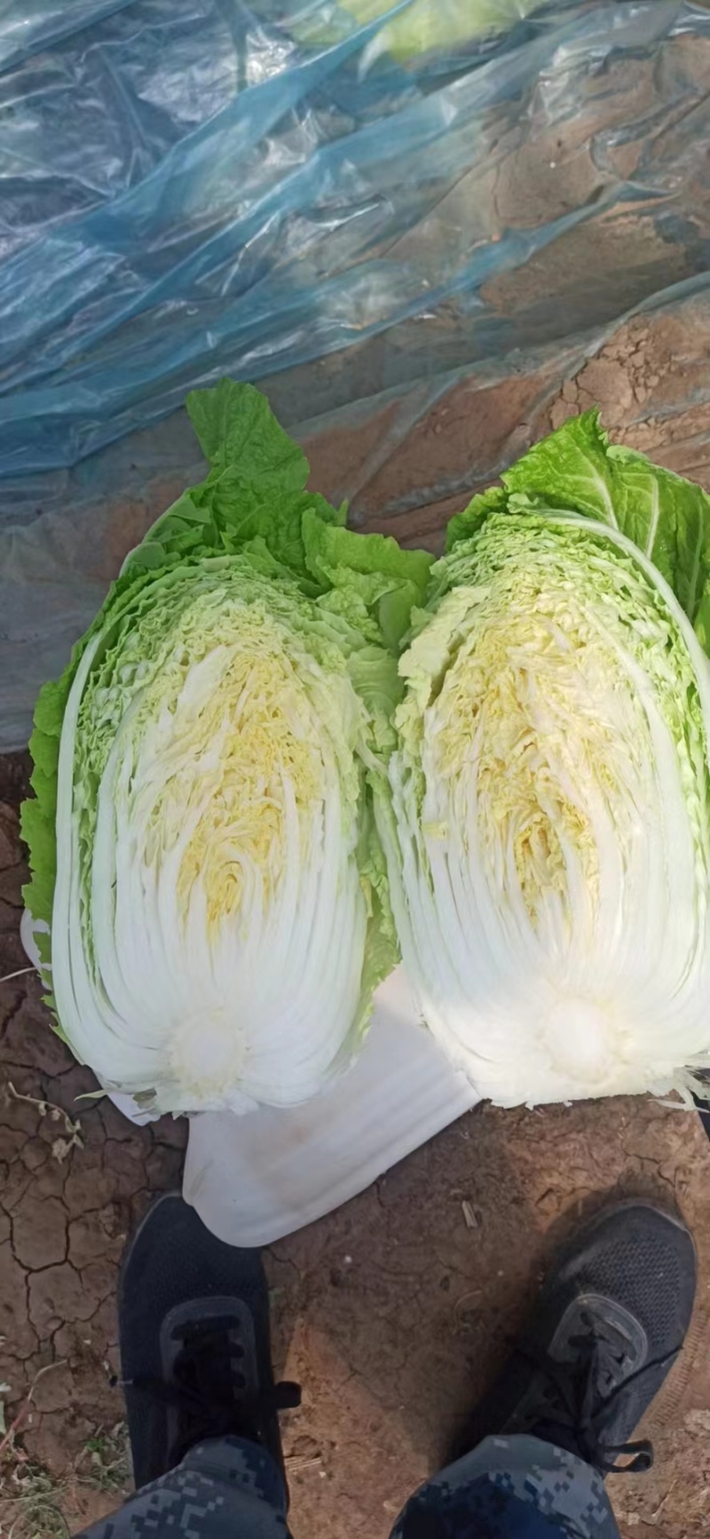 山东白菜大量上市中产地一手货源代发全国诚信经营