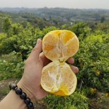 黄金果冻橙，鲜果同时出货中个头：几乎都是75以上的