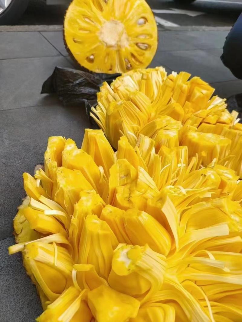海南马莱一号黄肉菠萝蜜大量采摘现采现发对接市场全国直发