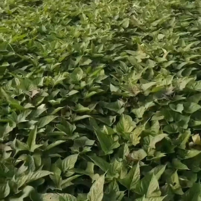 西瓜红红薯苗一点红紫薯小花叶苗大量上市中价格优惠欢迎咨询